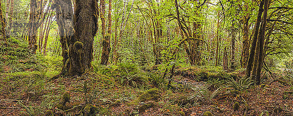 Dickes Moos hängt von den Bäumen in einem Regenwald in der Nähe des Cowichan-Sees; British Columbia  Kanada