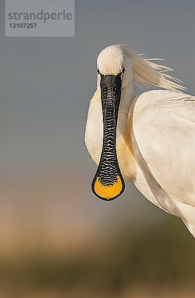 Löffler  Bences Hide; Pusztaszer  Ungarn