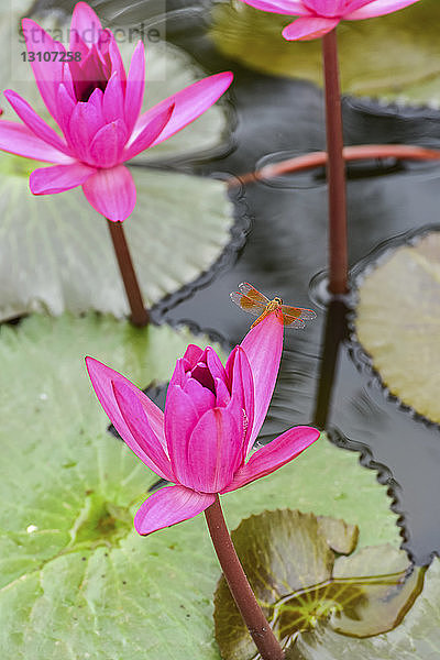 Libelle  die sich auf einer blühenden Fuchsien-Lotuspflanze (Nelumbo) ausruht; Udon Thani  Thailand