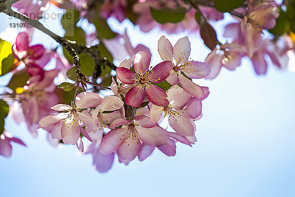 Nahaufnahme eines Büschels rosa Apfelblüten; Calgary  Alberta  Kanada
