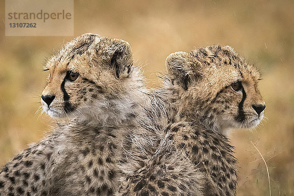 Zwei Gepardenjunge (Acinonyx jubatus)  die in entgegengesetzte Richtungen schauen  Maasai Mara National Reserve; Kenia