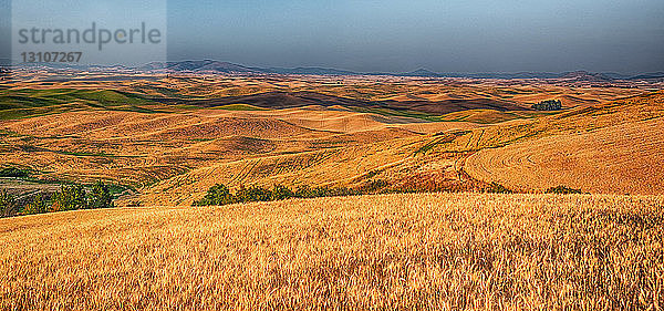 Goldene Getreidekulturen auf sanften Hügeln  gesticktes Panorama; Washington  Vereinigte Staaten von Amerika