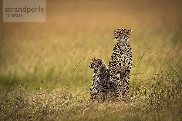 Gepard (Acinonyx jubatus) sitzt Seite an Seite mit seinem Jungen im Gras  Maasai Mara National Reserve; Kenia