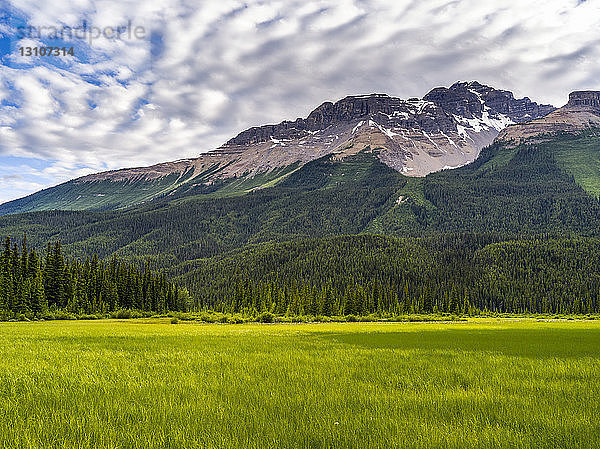 Kanadische Rocky Mountains mit Wäldern  die den Berghang hinunterreichen  und einer üppigen Wiese im Vordergrund; Alberta  Kanada