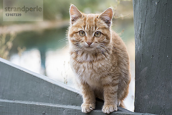 Porträt eines hellen Kätzchens  das auf einem Zaun sitzt und in die Kamera schaut