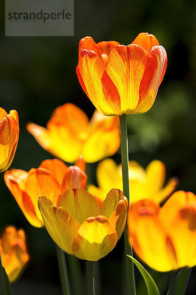 Nahaufnahme von leuchtend gelben und orangefarbenen Tulpen; Calgary  Alberta  Kanada