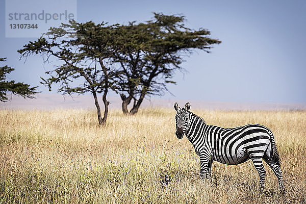 Steppenzebra (Equus quagga burchellii) im Gras stehend in der Nähe eines Baumes  Maasai Mara National Reserve; Kenia