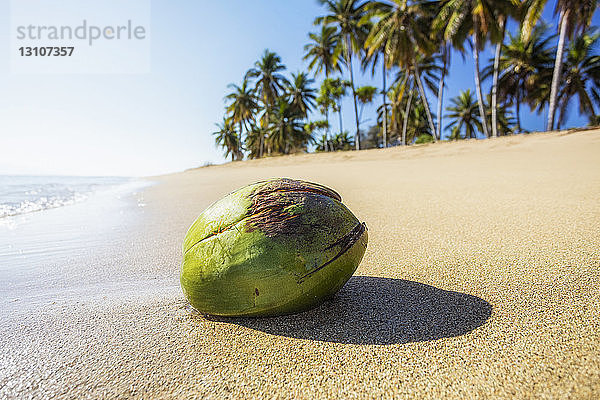 Kokosnuss wird an einem Strand mit Palmen angeschwemmt; Lanai  Hawaii  Vereinigte Staaten von Amerika