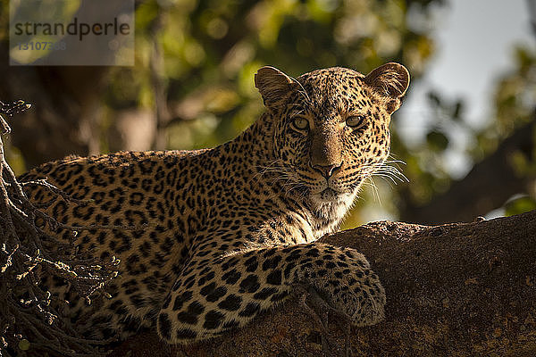 Nahaufnahme eines Leoparden (Panthera pardus) auf einem Ast im Scheinwerferlicht  Maasai Mara National Reserve; Kenia