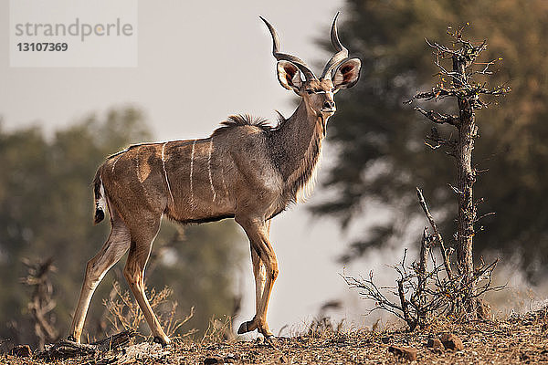 Männlicher Kudu (Tragelaphus strepsiceros)  Mashatu Wildreservat; Botswana