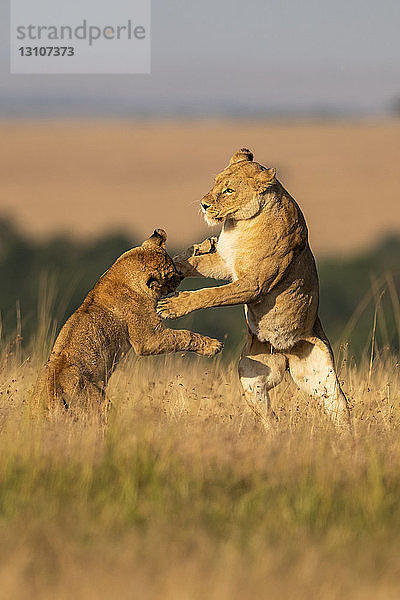 Zwei Löwinnen (Panthera leo) spielen Kampf auf den Hinterbeinen  Maasai Mara National Reserve; Kenia