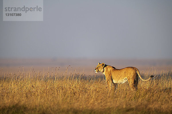 Löwin (Panthera leo) stehend im langen Gras am Horizont  Maasai Mara National Reserve; Kenia