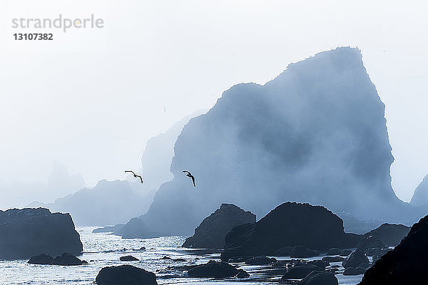 Meeresstapel heben sich im Ecola State Park gegen den Nebel ab; Cannon Beach  Oregon  Vereinigte Staaten von Amerika
