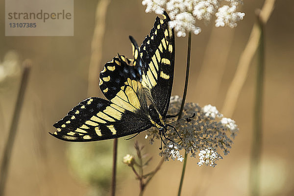 Auf einer Blume ruhender Schmetterling  Cascade Siskiyou National Monument; Ashland  Oregon  Vereinigte Staaten von Amerika