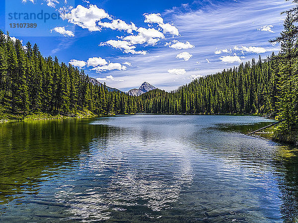 Spiegelungen in einem ruhigen  von einem dichten Wald gesäumten See  Jasper National Park; Jasper  Alberta  Kanada