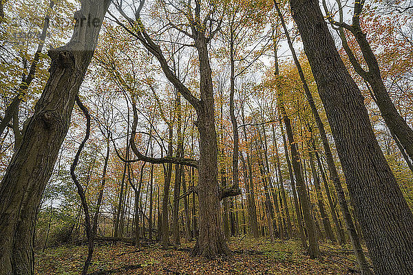 Herbstfarben an den Bäumen in einem Wald mit dem Boden bedeckt in gefallenen Blättern; Strathroy  Ontario  Kanada