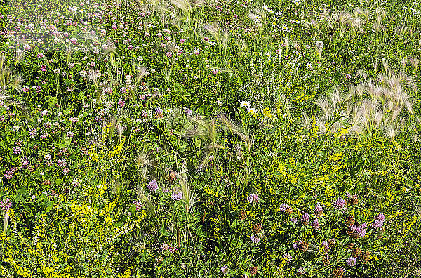 Unkraut und Wildblumen wachsen auf einem Feld zusammen; Stony Plain  Alberta  Kanada