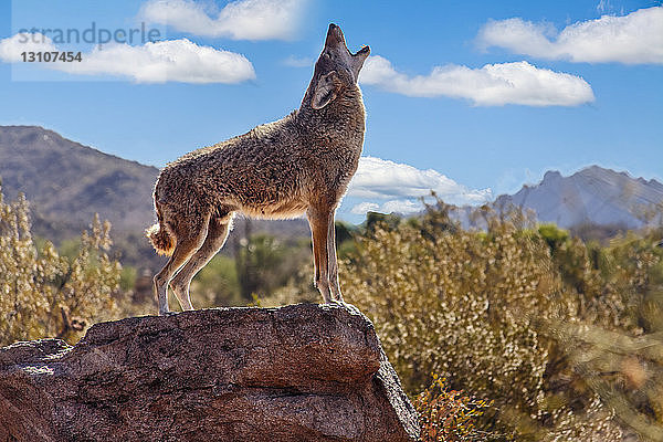 Heulender Wolf (canis lupus); Tuscon  Arizona  Vereinigte Staaten von Amerika