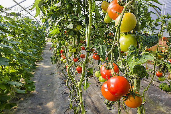 Detail von Tomatenpflanzen  die in einem Reifentreibhaus hängen; Palmer  Alaska  Vereinigte Staaten von Amerika