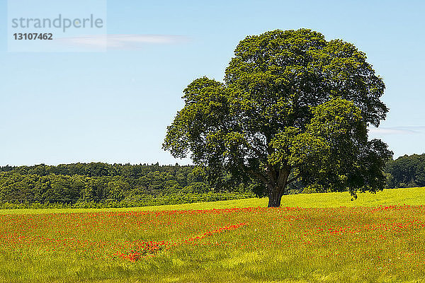 Rote Mohnblumen auf einem Feld mit einem großen Baum und blauem Himmel  in der Nähe von Corbridge; Northumberland  England