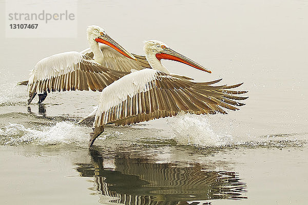 Krauskopfpelikane (Pelecanus crispus) bei der Landung auf dem Wasser in Nordgriechenland; Kerkini  Griechenland