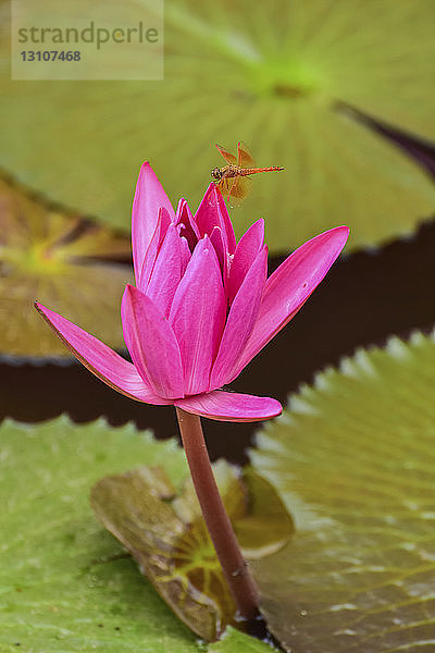 Libelle  die sich auf einer blühenden Fuchsien-Lotuspflanze (Nelumbo) ausruht; Udon Thani  Thailand