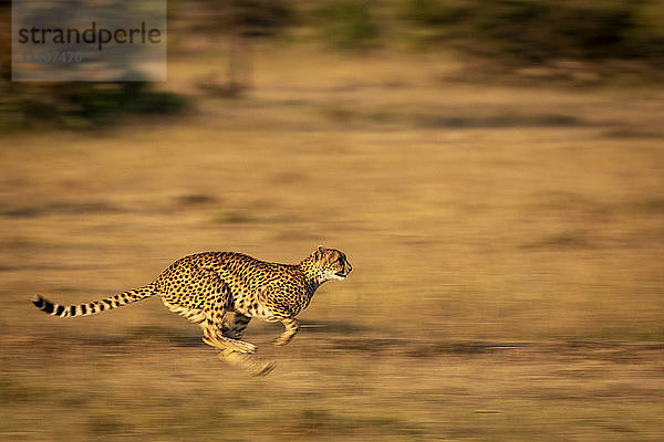 Ein Gepard (Acinonyx jubatus) rast mit unter den Körper geklemmten Beinen dahin. Er hat ein goldenes Fell mit schwarzen Flecken  und seine Beine und der Hintergrund sind durch die lange Verschlusszeit unscharf  Masai Mara; Kenia