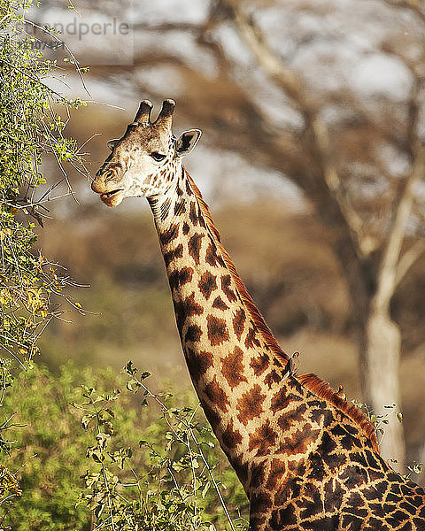 Giraffe frisst von einem Baum  Ngorongoro-Krater; Tansania