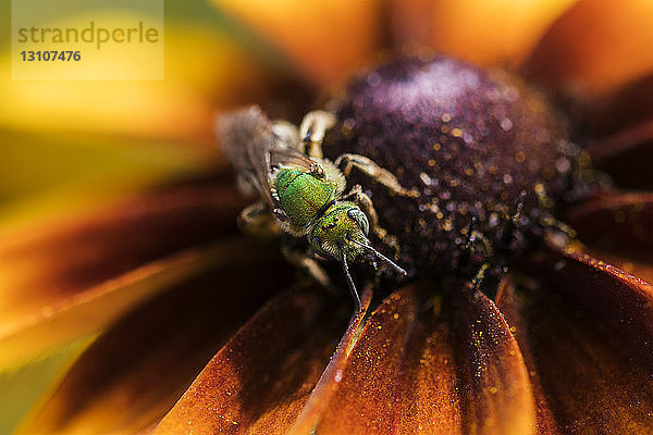 Eine zweifarbige gestreifte Schweißbiene (Agapostemon virescens) bestäubt die Blüten der Schwarzäugigen Susanna; Astoria  Oregon  Vereinigte Staaten von Amerika