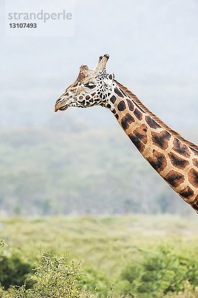 Giraffe (Giraffa)  Ngorongoro-Krater; Tansania