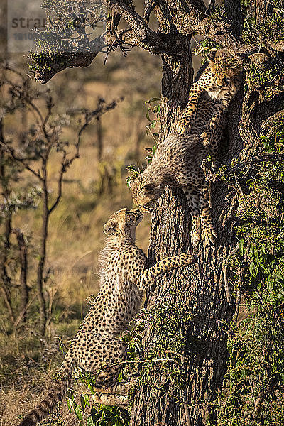 Zwei Gepardenjunge (Acinonyx jubatus) treffen sich auf einem Baumstamm  Maasai Mara National Reserve; Kenia