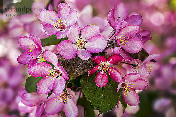 Nahaufnahme eines Büschels rosa Apfelblüten; Calgary  Alberta  Kanada