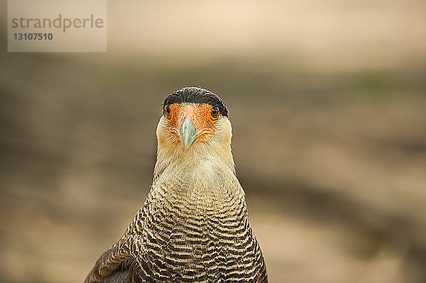 Karakara  Pantanal; Brasilien