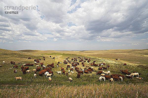 Kühe auf einem Feld in der kanadischen Prärie; Val Marie  Saskatchewan  Kanada