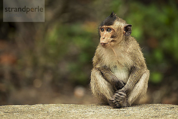 Langschwanzmakakenbaby (Macaca fascicularis) starrt nach links  während es auf einer Mauer sitzt; Can Gio  Ho Chi Minh  Vietnam