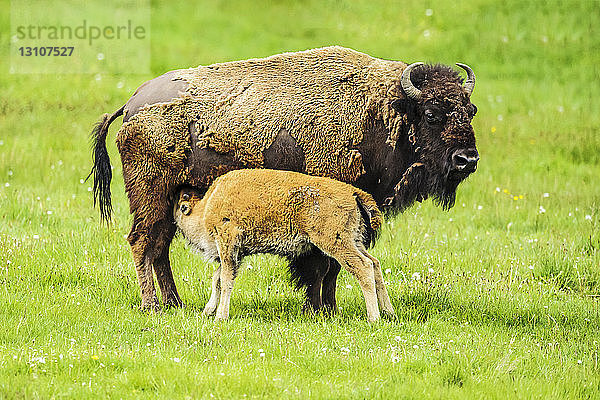 Wisent  der sein Junges säugt  Yellowstone National Park; Wyoming  Vereinigte Staaten von Amerika