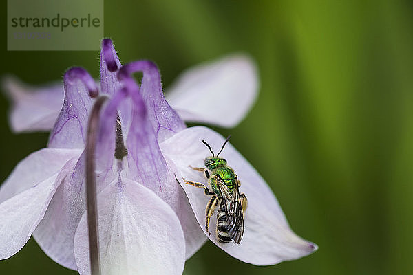 Gestreifte Schweißbiene (Agapostemon virescens) ruht auf einer Akelei-Blüte (Aquilegia); Astoria  Oregon  Vereinigte Staaten von Amerika