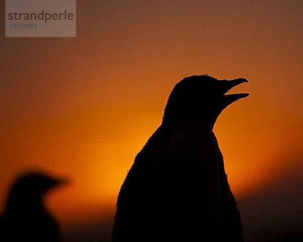 Silhouetten des Eselspinguins (Pygoscelis papua); Falklandinseln