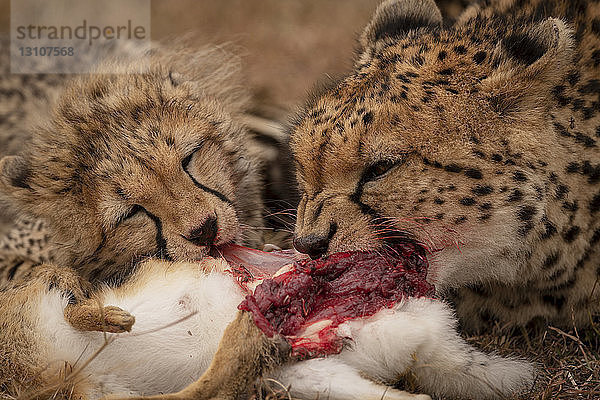 Nahaufnahme eines Gepardenjungen (Acinonyx jubatus) und seiner Mutter beim Fressen  Maasai Mara National Reserve; Kenia