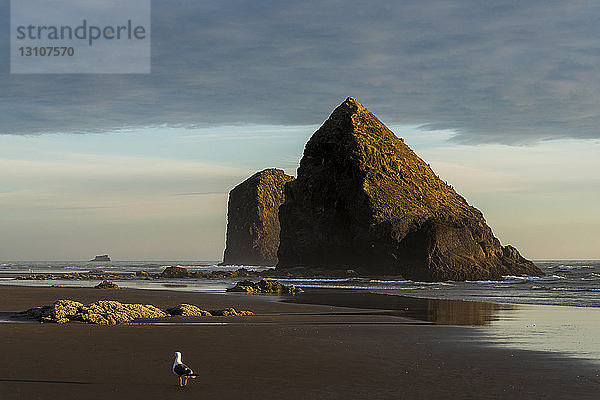 Meeresstapel am Silver Point an der Küste von Oregon  Tolovana Park; Oregon  Vereinigte Staaten von Amerika