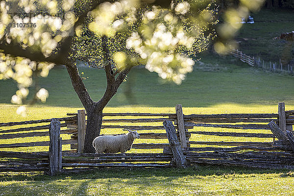 Ein einzelnes Schaf geht unter Apfelblüten auf der Farm des Ruckle Provincial Park auf die Weide; Salt Spring Island  British Columbia  Kanada