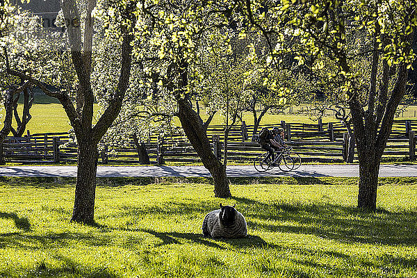 Zwei Radfahrer fahren an einer Apfelplantage auf einer Farm im Ruckle Provincial Park vorbei; Salt Spring Island  British Columbia  Kanada