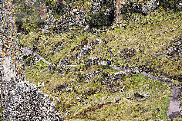 Los Frailones  Touristen auf einem Wanderweg und grasende Schafe auf einem Hügel  Cumbemayo; Cajamarca  Peru
