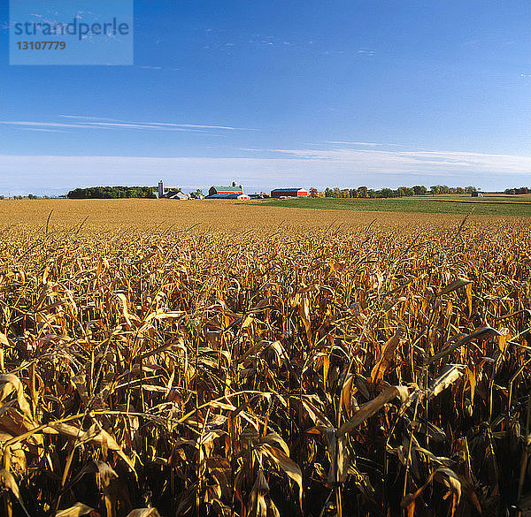 Landwirtschaft - Feld mit reifen  erntereifen Maispflanzen und einem Gehöft im Hintergrund / Ontario  Kanada.