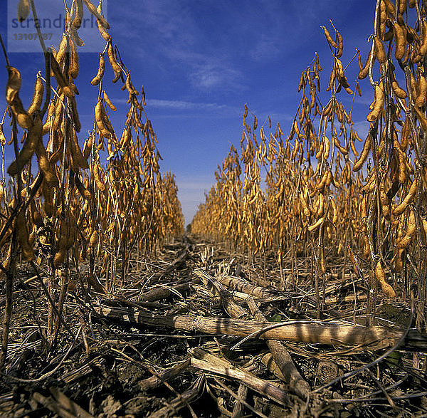 Landwirtschaft - Niedriger Blickwinkel auf reife  erntereife Sojabohnen in Maisstoppeln / Ontario  Kanada.