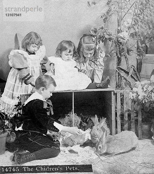 Stereokarte aus der Zeit um 1900 zum Betrachten eines Stereoskops. Pre 1900 Studioaufnahme von Kinder Haustiere. drei Mädchen und ein Junge sitzen auf einer Kiste mit Kaninchen