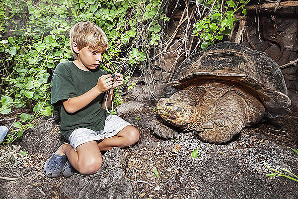 Ein kleiner Junge wirft einen Blick auf eine Galapagos-Riesenschildkröte (Chelonoidis nigra)  die größte lebende Schildkrötenart  die bis zu 880 Pfund schwer und mehr als einen Meter lang werden kann; Insel Santa Cruz  Galapagos-Archipel  Ecuador