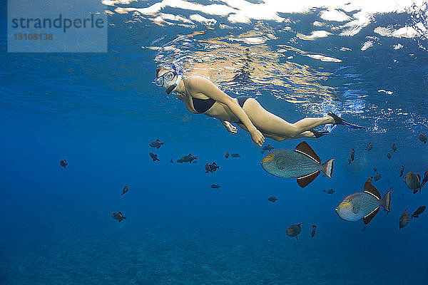 Eine junge Frau beim Freitauchen mit einem schwarzen Drückerfisch (Melichthys niger)  Molokini Marine Preserve vor der Insel Maui; Maui  Hawaii  Vereinigte Staaten von Amerika
