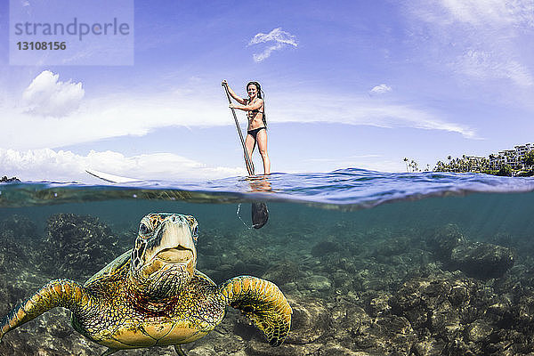 Eine grüne Meeresschildkröte (Chelonia mydas)  eine vom Aussterben bedrohte Art  taucht für einen Atemzug vor einem Stand-up-Paddle-Board vor der Küste von Maui auf; Maui  Hawaii  Vereinigte Staaten von Amerika