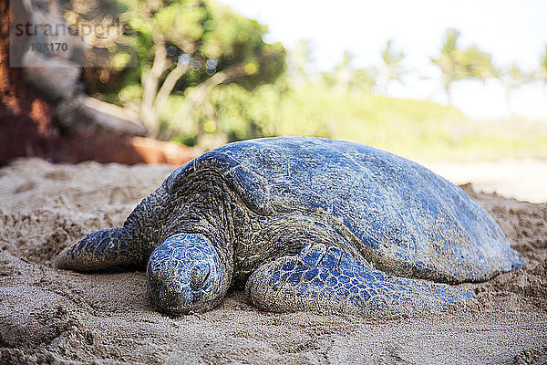 Vom Aussterben bedrohte Hawaiianische Grüne Meeresschildkröte (Chelonia mydas) ruht am Ufer; Maui  Hawaii  Vereinigte Staaten von Amerika